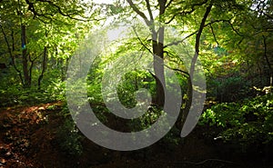 Sunlight filtering through the forest.