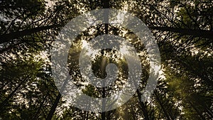 Sunlight Filtering Through Forest Canopy