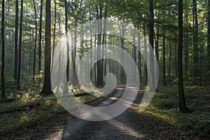 Sunlight filtering through forest trees