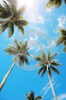 Sunlight Filtering Through Group of Palm Trees