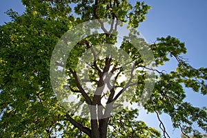 Sunlight filtering through oak tree crown