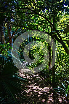 Sunlight filtering onto a narrow foot path winding through a tropical forest on the slope of a hill. Totara Park