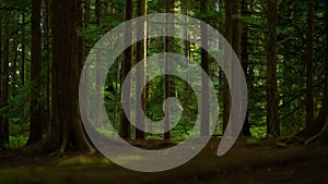 Sunlight filtering through tall ancient forest trees creating dappled shade