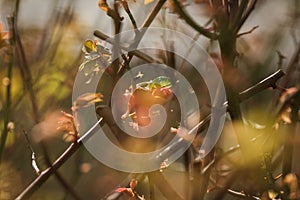 Sunlight filtering through tree branches