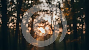Sunlight filtering through the trees in a dense forest at sunset