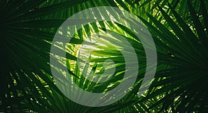 Sunlight filters through an array of lush, green palm leaves, creating a pattern of light