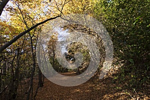 Sunlight filters onto the path through the branches of the trees.