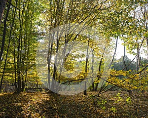 Sunlight filters through the trees in the woods on  autumn