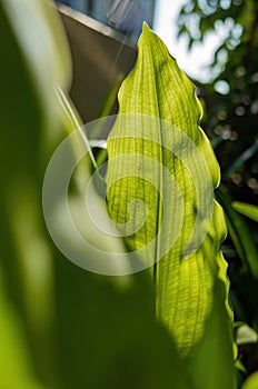 Sunlight filters through vibrant green leaf veins