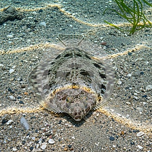 Sunlight filters through the water, creating wavy patterns on the