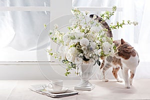 Sunlight Flower and Cat