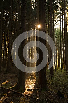 Sunlight through Forest