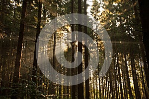 Sunlight through Forest