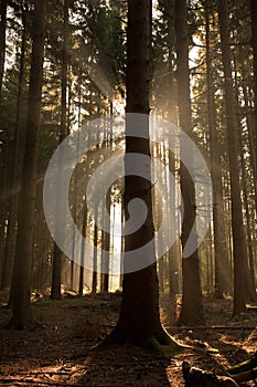 Sunlight through Forest