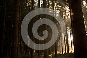 Sunlight through Forest