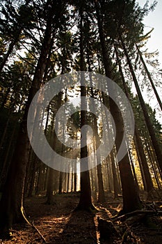 Sunlight through Forest