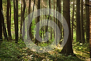 Sunlight through Forest