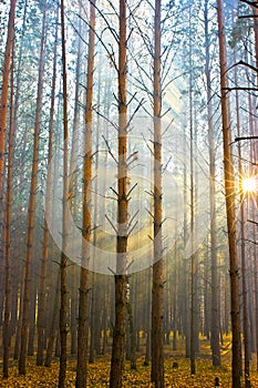 Sunlight in forest photo