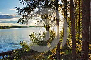 Sunlight in forest at lake. Karelia