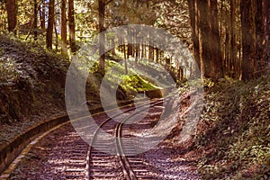 Sunlight in forest on the railway. Railroad scenics into the wild