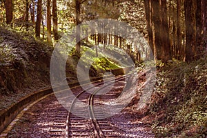 Sunlight in forest on the railway. Railroad scenics into the wild photo