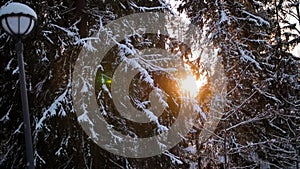 Sunlight in forest. Sun shine through tree branches covered with snow.