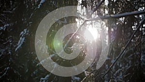 Sunlight in forest. Sunrise through tree branches covered with snow.