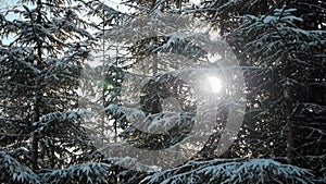 Sunlight in forest. Sunset through tree branches covered with snow.