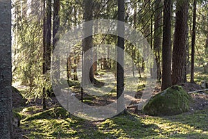 Sunlight in the forest in Sweden