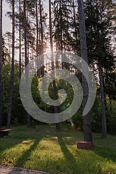 Sunlight through the forest trees. Beautiful morning in the forest