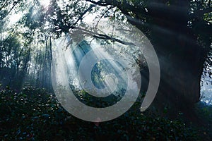 Sunlight in forests photo