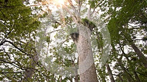 Sunlight in fresh green primeval forest in New Zealand nature with kauri trees