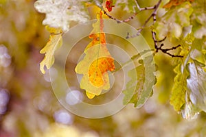 Oak tree leaves sunlight