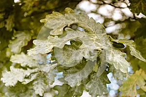 Oak tree leaves sunlight