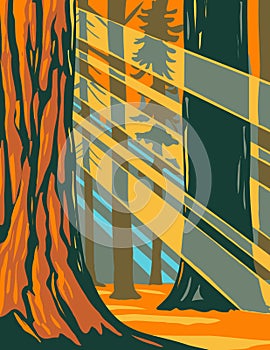 Sunlight Through the Giant Sequoia Trees of Sequoia National Park Located in Sierra Nevada California WPA Poster Art