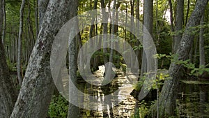 Sunlight Glares Through Cypress Trees in a Swamp Bayou