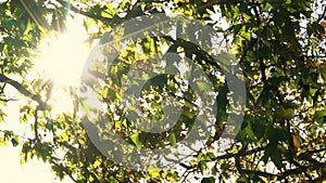 Sunlight glinting through the leaves of a tree in Fall or Autumn