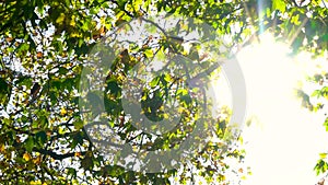 Sunlight glinting through the leaves of a tree in Fall or Autumn