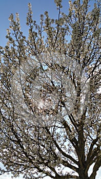 Sunlight glinting through spring blossom on tree