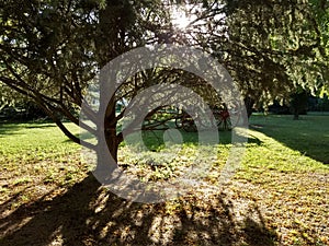 Sunlight going through a tree photo