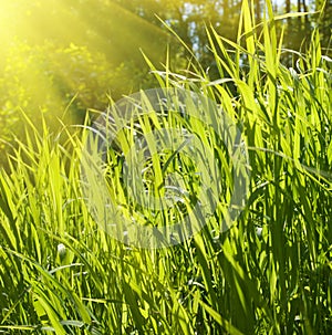 Sunlight and grass