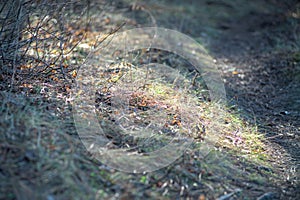 Sunlight on the grass in pine forest