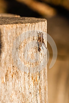 In the sunlight a grasshopper sits on a log