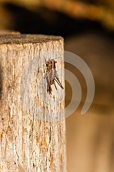 In the sunlight a grasshopper sits on a log