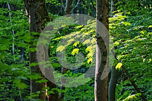 Sunlight in the green beech forest. Springtime landscape.