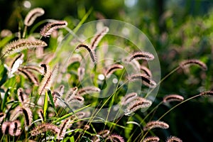 Sunlight green bristlegrass in the park