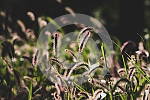 Sunlight green bristlegrass in the park