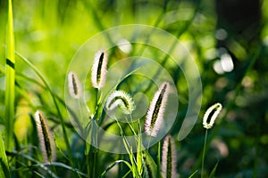 Sunlight green bristlegrass in the park