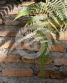 Sunlight through green fern on old red brick wall , natural background