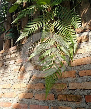 Sunlight through green fern on old red brick wall , natural background